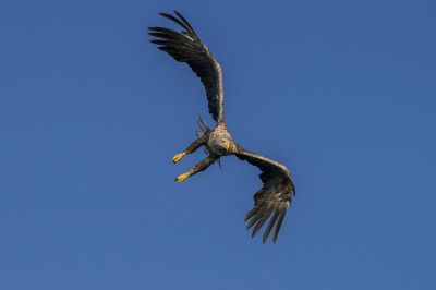 Seeadler / White-tailed Eagle - Eagle of the rain  - Gray Eagle - White-tailed Sea-eagle